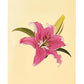 Inspirational Lily Bloom 3D Pop Up Greeting Card